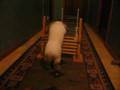 Rabbit-Agility