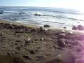videos de sea elephants