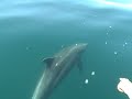 Chasing dolphins in the Sea of Cortez
