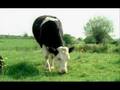 I am cow