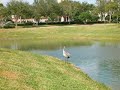 Cat Stalks Crane Cat Stalks Crane