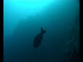 Click here to watch this video Marsa Alam with Dugong