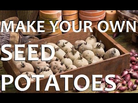 how to fertilize seed potatoes