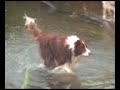 Border Collies Cooling Off