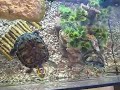 Schildpadden Schildpadden