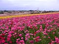 Carlsbad Flower Fields Carlsbad Flower Fields
