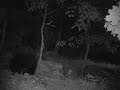 Click here to watch this video Mother bear and yearling 5/25/2012