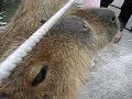 Capybaras eat leaves, but... Capybaras eat leaves, but...