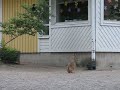 argaharenclip