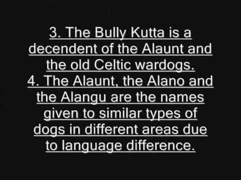 bully kutta