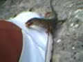 lagartija comilona