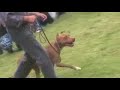 federacion mexicana del american pitbull terrier