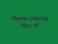 Stillwater pups Stillwater pups