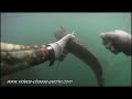 Bar En Chasse Sous-marine - Caméra GoPro HD Avec Chesty GoPro