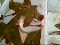 live sole1 live sole1