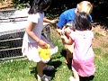 New friends - duck and chicken