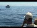 Whale Watching