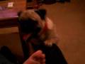 videos de Louie the Pug Dog with crazy eyes!