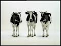 Swiss milk