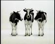 Swiss Milk