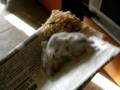 dumping my hamster