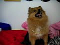 Get Low Girl- Dancing Pomeranian