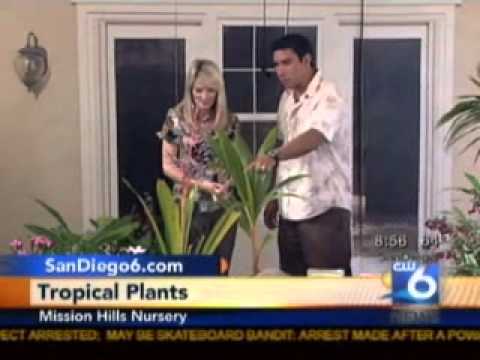how to transplant kentia palms