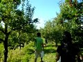 Apple Picking