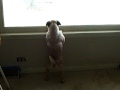 How much is that doggy in the window?