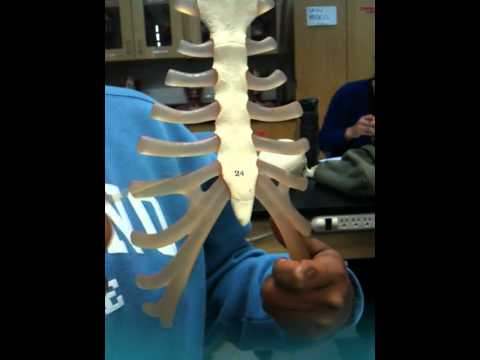 how to treat a broken xiphoid process