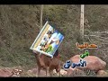 amrrakchei  aslal  imlil amazigh  ijoukak tifnoute amssouzat