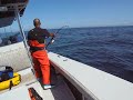 Anglers-proshop cape cod 13th aug