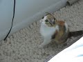 Scottish Fold cat being crazy