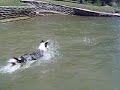 Journey swims!