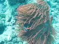 Clown fish and various anemones Clown fish and various anemones