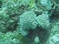 Clown fish and various anemones