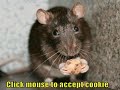 Very Funny Animals 2 free Funny Animals videos