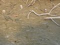 Hong Kong Wetland Park-Mudskipper ???