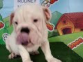 English bulldog For Sale - Rodney - http://www.bullcanes.net - ceo@bullcanes.net