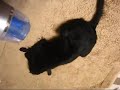 Mist-drier Flat coated retriever