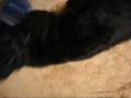Mist-drier Flat coated retriever
