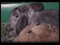 a rabbits short movie - von natur aus (naturally)