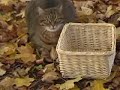 Automne