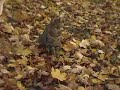 Automne