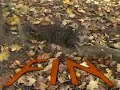 Automne