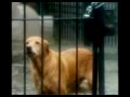 Hurricane Katrina Montage Hurricane Katrina Montage