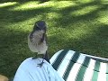 A Friendly Jay