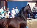 Scottsdale Arabian Horse Show Auction