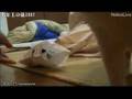 peercast界の癒し猫