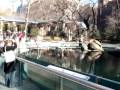 videos de Sea Lion!!!!